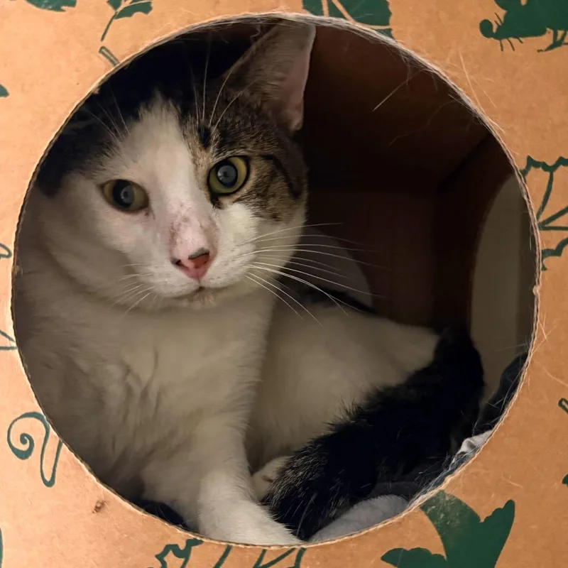 An adult large-sized male Domestic Short Hair cat named Muffin for adoption in Fairport, NY