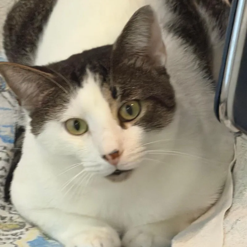 Muffin thumbnail 3