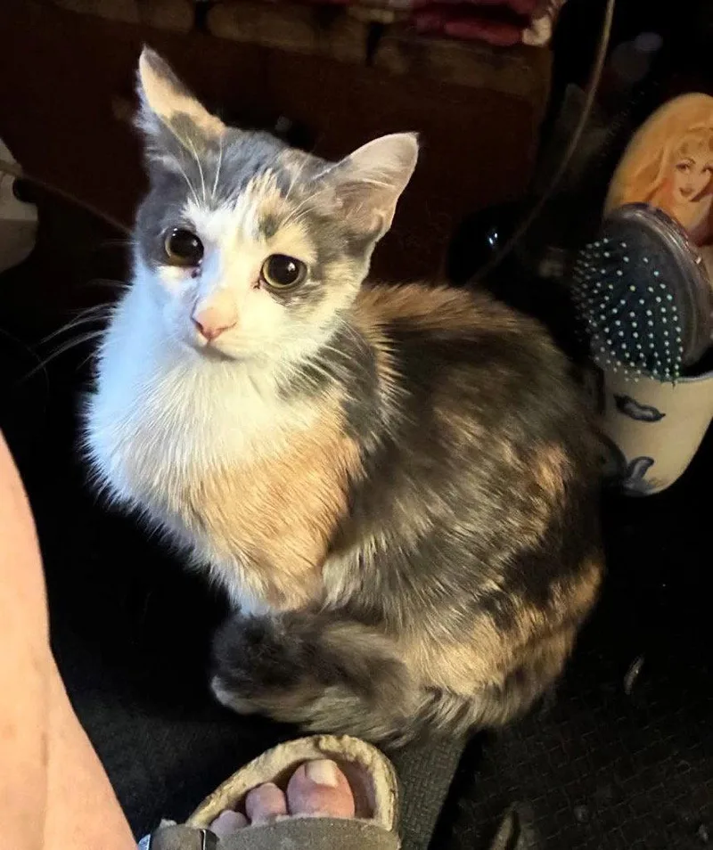 A young medium-sized female Domestic Short Hair cat named Mojo for adoption in Cromwell, KY