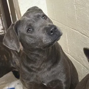 An adult large-sized female Weimaraner dog named Phoebe for adoption in Port Aransas, TX