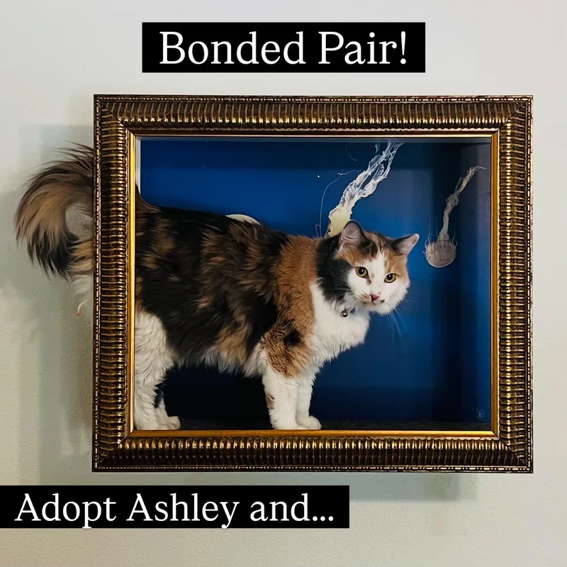 A young medium-sized female Calico cat named Ashley & Teddy for adoption in Los Angeles, CA