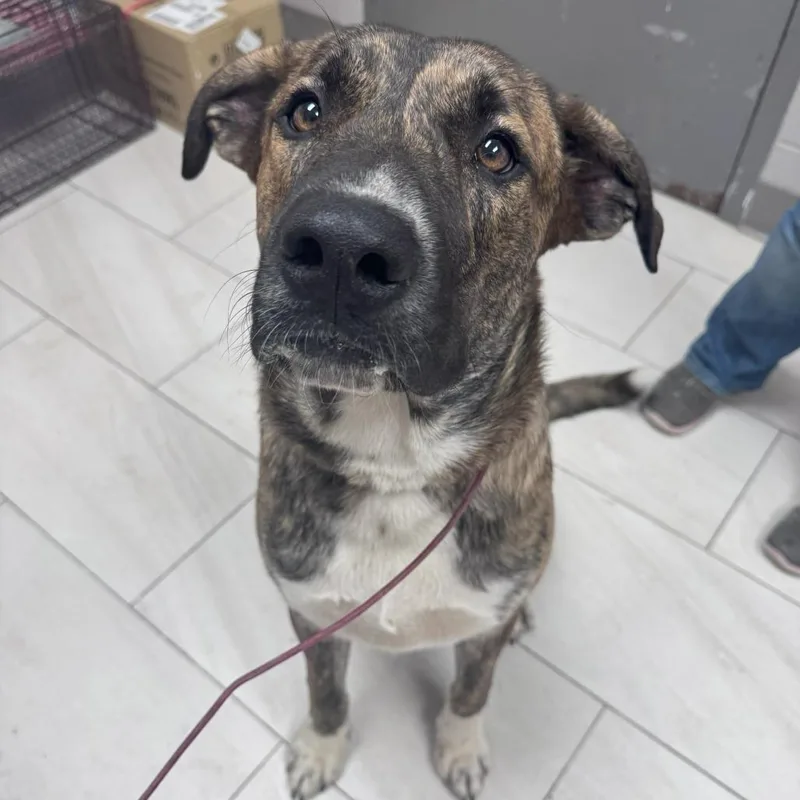 A young large-sized male Mountain Cur dog named Rowdy for adoption in Lufkin, TX