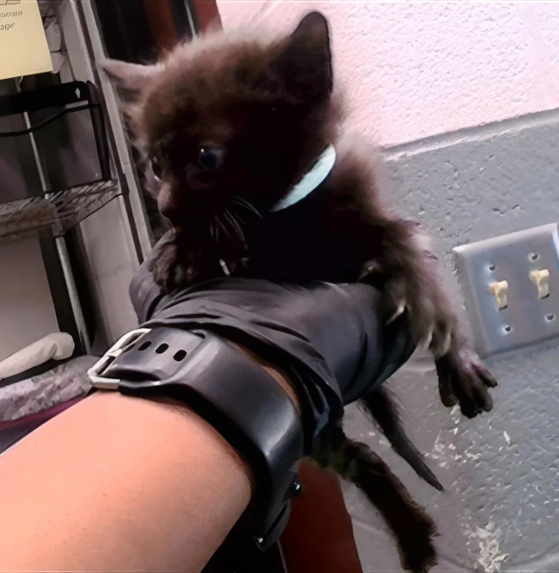 A baby medium-sized male Domestic Short Hair cat named Kenny for adoption in Nashville, TN