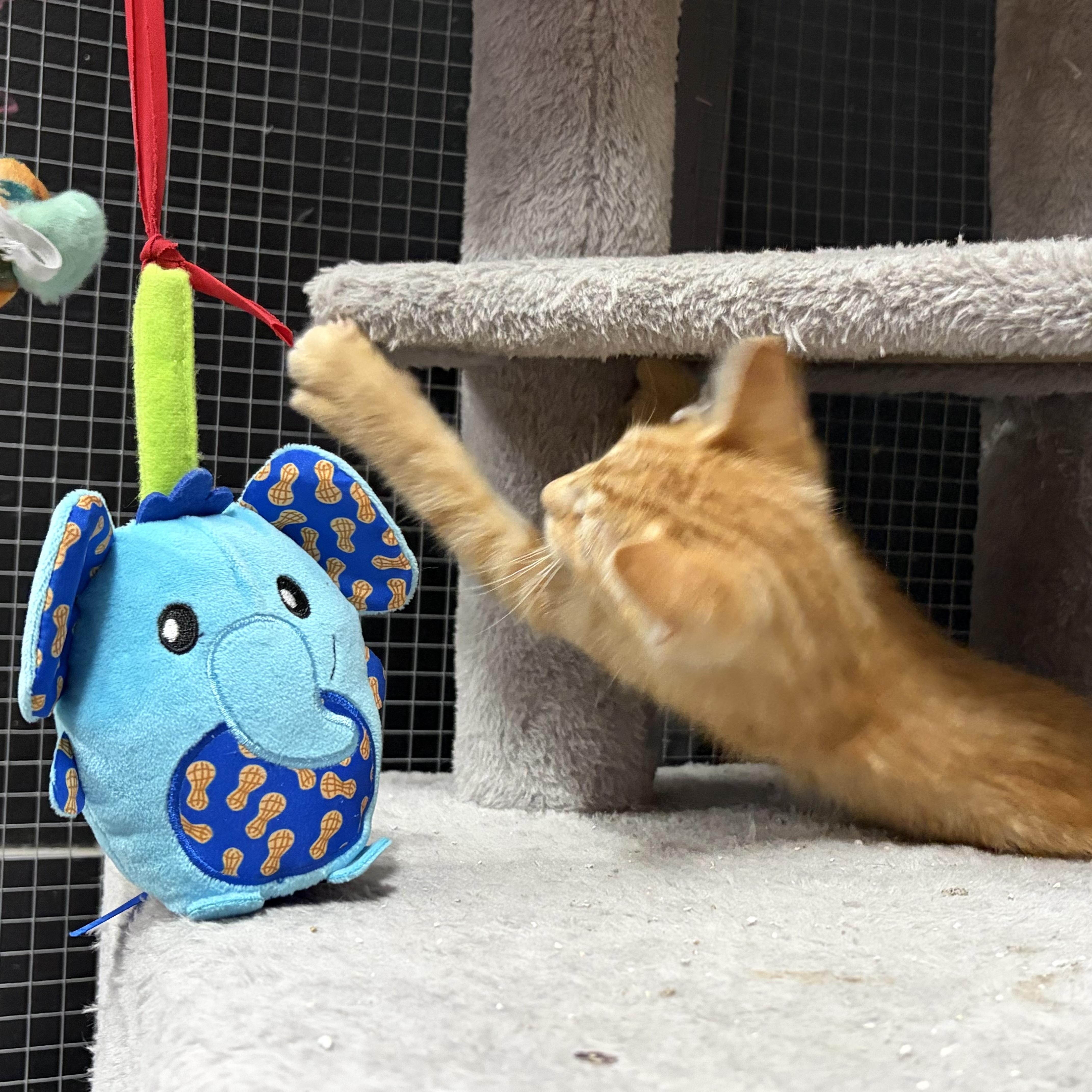 A baby medium-sized male Tabby cat named Lautaro for adoption in Columbia, SC