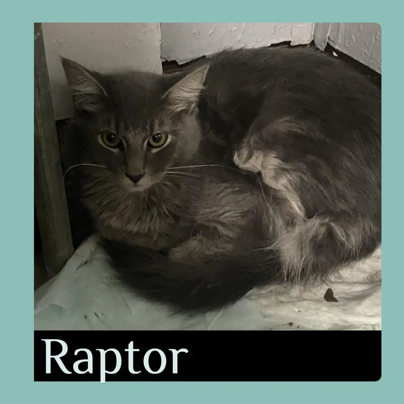 A baby medium-sized male Tabby cat named Raptor for adoption in Lawton, OK