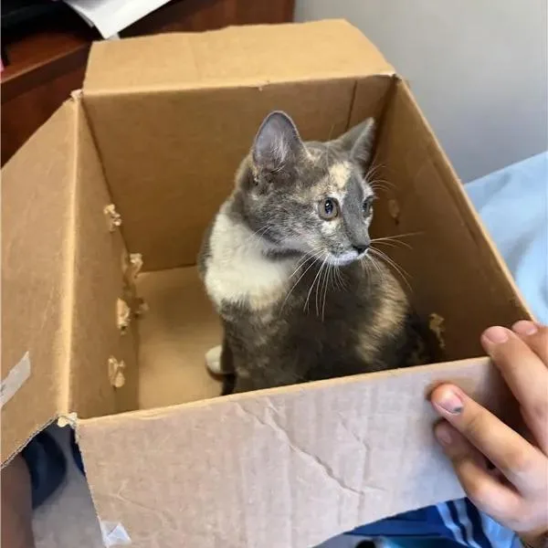 A young small-sized female Gray / Blue / Silver Domestic Short Hair cat named Arturo for adoption in Saint Louis, MO