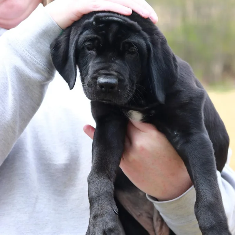 A baby large-sized female Black Labrador Retriever dog named Ct Carma for adoption in Stormville, NY