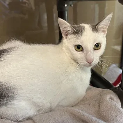 A young small-sized female Domestic Short Hair cat named Giggles for adoption in Merriam, KS