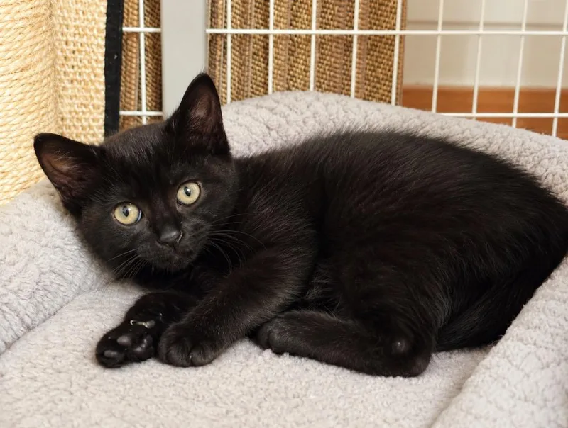 A baby small-sized female Domestic Short Hair cat named Turbo for adoption in Ewing, NJ