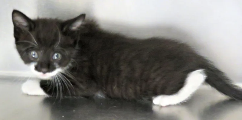 A baby medium-sized male Black & White / Tuxedo Domestic Short Hair cat named Bart for adoption in Lexington, VA