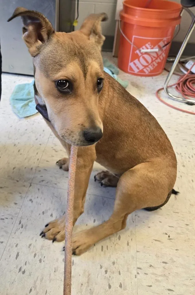 A young medium-sized female Australian Shepherd dog named Injured Pup for adoption in Humble, TX