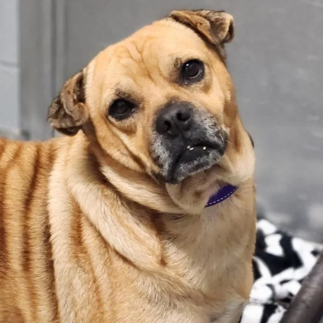 A senior medium-sized female Shar-Pei dog named Berry for adoption in New Philadelphia, OH