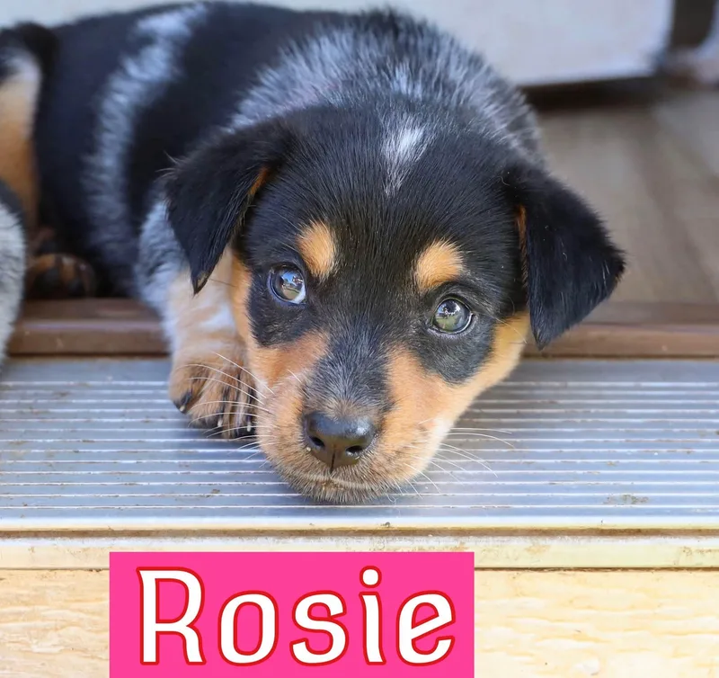 A baby medium-sized female Australian Cattle Dog / Blue Heeler dog named Rosie for adoption in Keller, TX