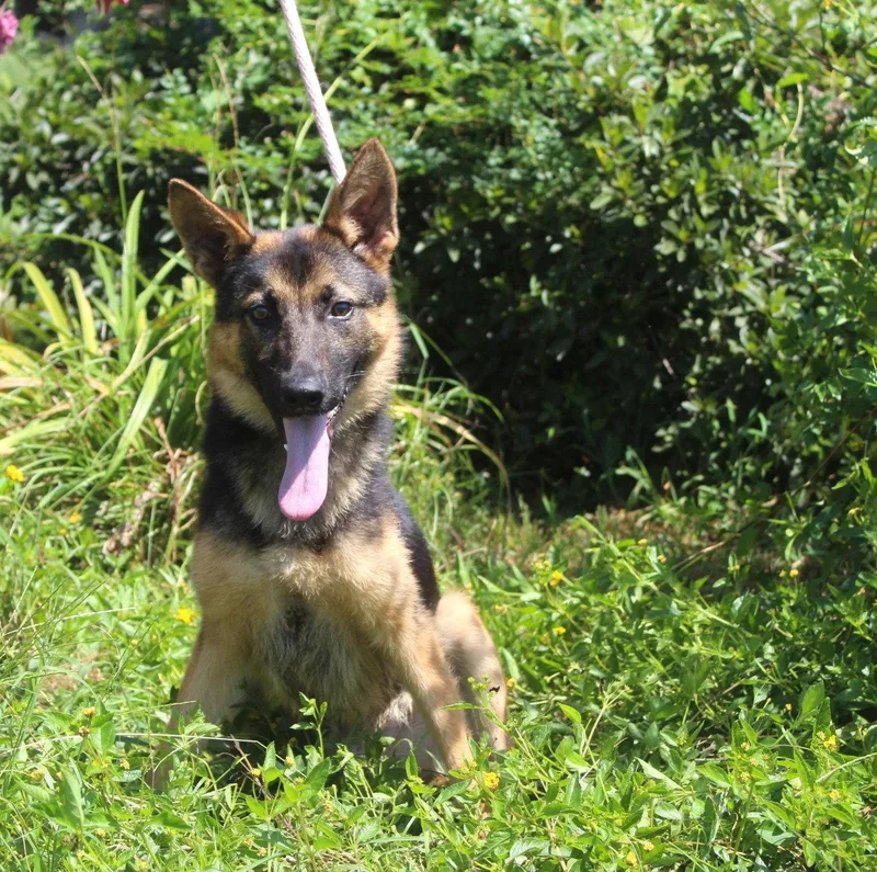 Jaxon months Neuter Contract