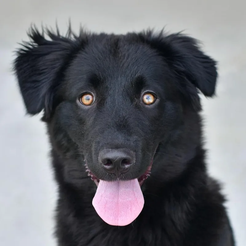 A young medium-sized female Black Shepherd dog named Raven for adoption in Ottawa, KS