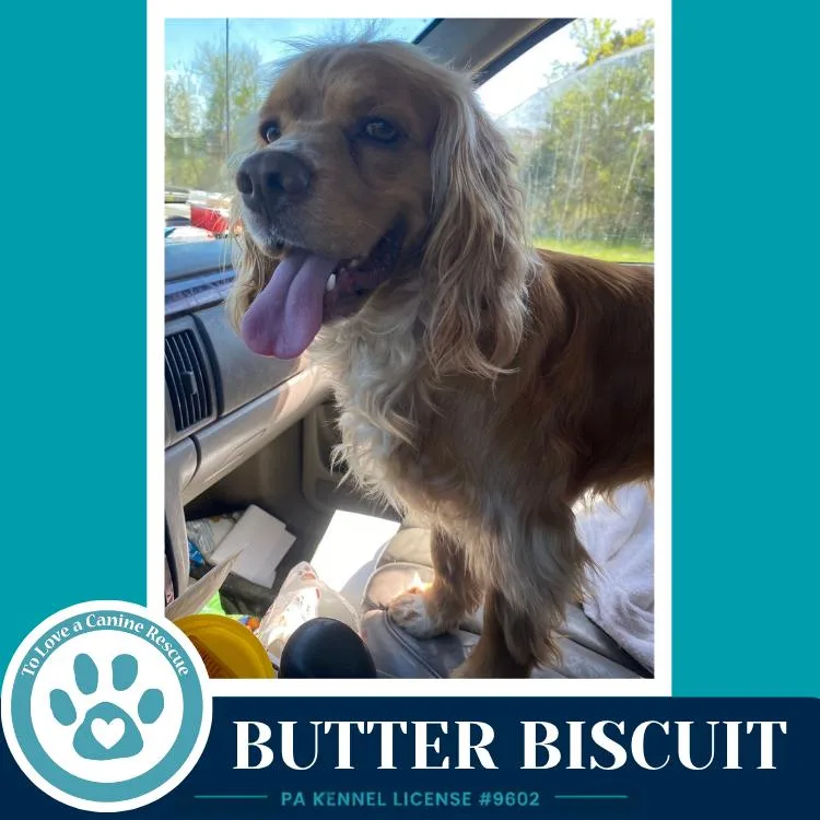 An adult medium-sized male White / Cream Cocker Spaniel dog named Butter Biscuit for adoption in Kimberton, PA