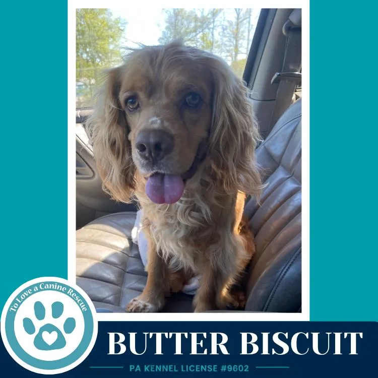 Butter Biscuit thumbnail 2