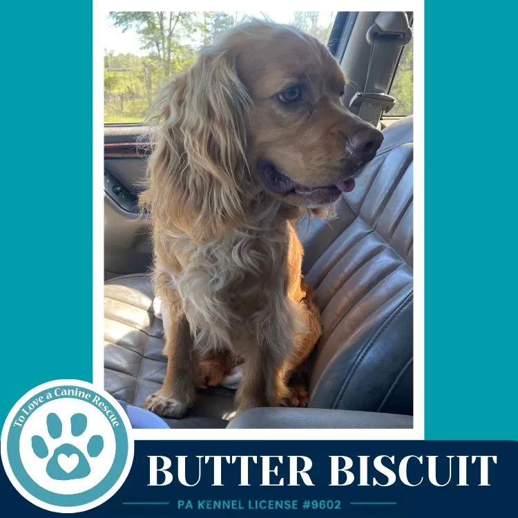 Butter Biscuit thumbnail 3