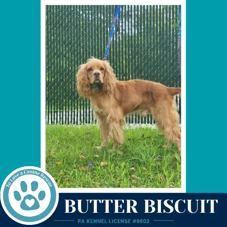 Butter Biscuit thumbnail 4