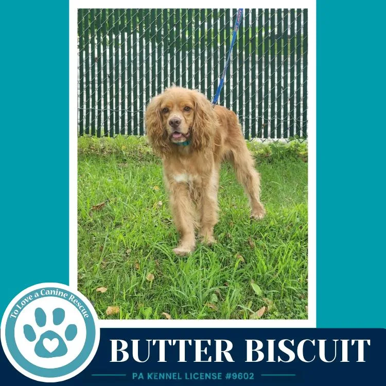 Butter Biscuit thumbnail 5