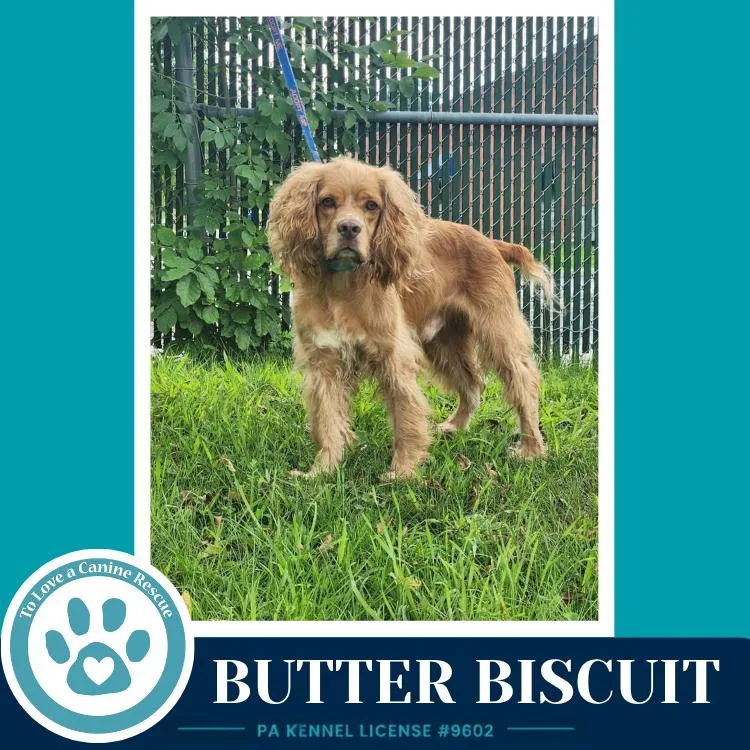 Butter Biscuit thumbnail 6
