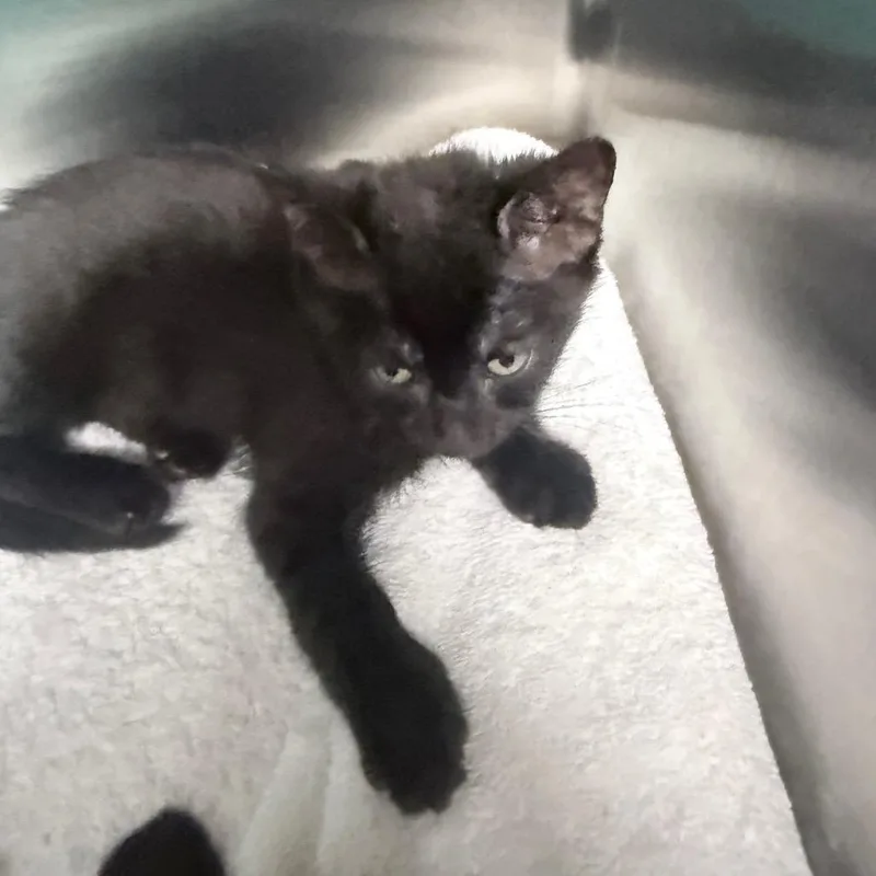 A baby small-sized male Black Domestic Short Hair cat named Funny for adoption in Jupiter, FL