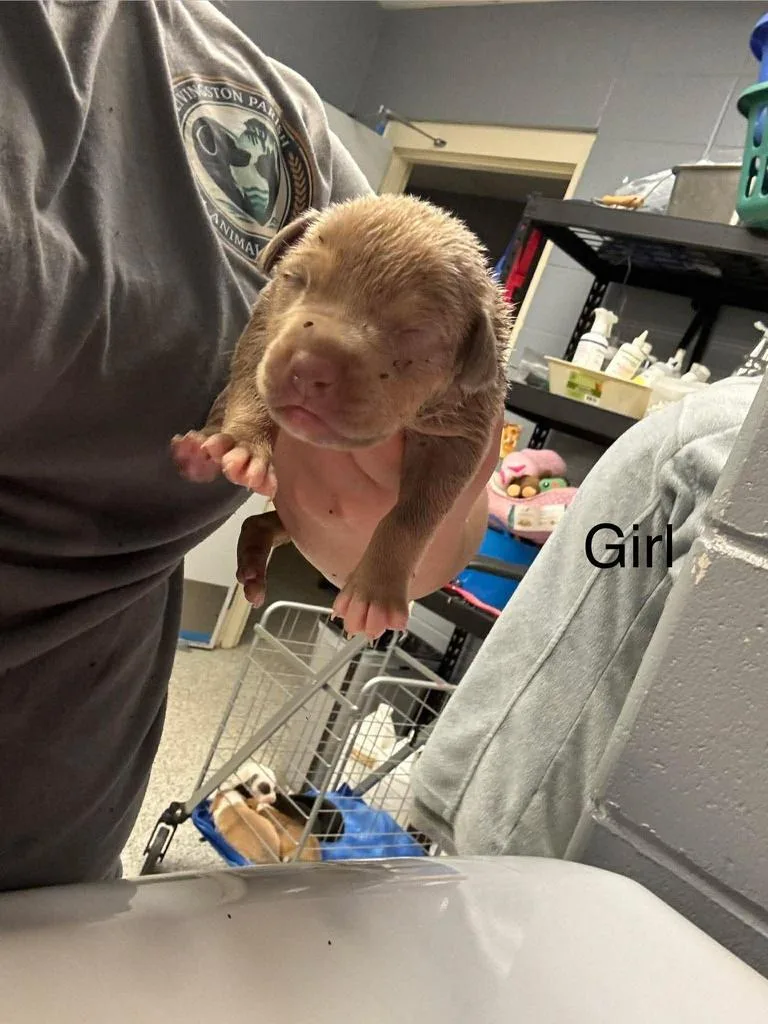 A baby medium-sized female Affenpinscher dog named Jellybean for adoption in Livingston, LA