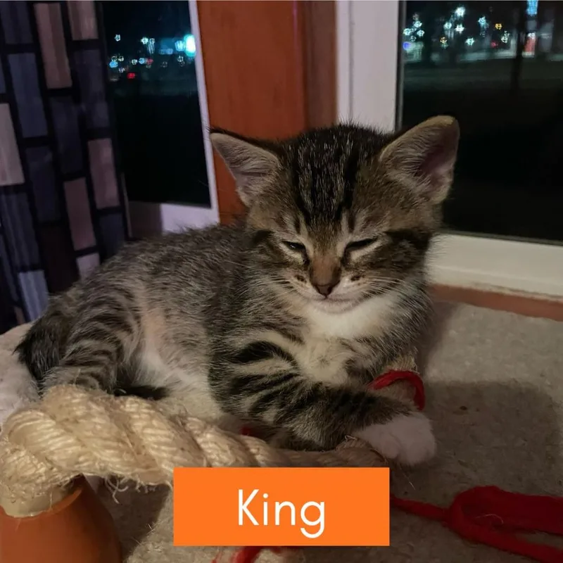 A baby medium-sized female Domestic Short Hair cat named Lily  King for adoption in Minneapolis, MN