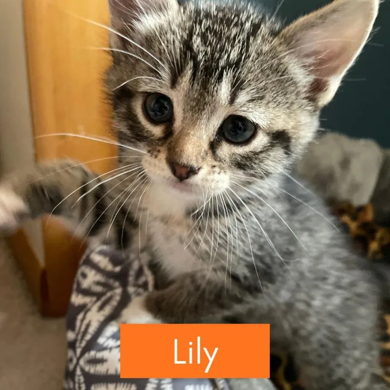 Lily  King thumbnail 2