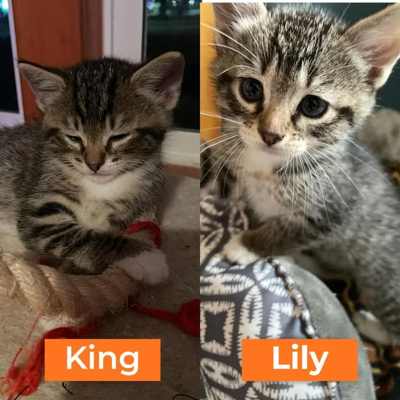 Lily  King thumbnail 4