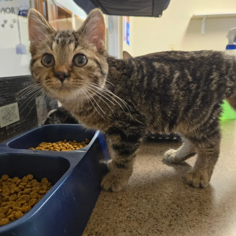 A baby medium-sized male Tabby (Brown / Chocolate) Domestic Short Hair cat named Spencer for adoption in West Branch, MI