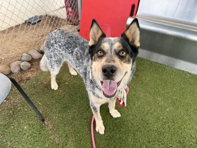 An adult large-sized male Husky dog named Duke for adoption in Phoenix, AZ