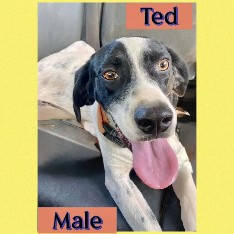 A young medium-sized male Pointer dog named Ted for adoption in Manchester, CT