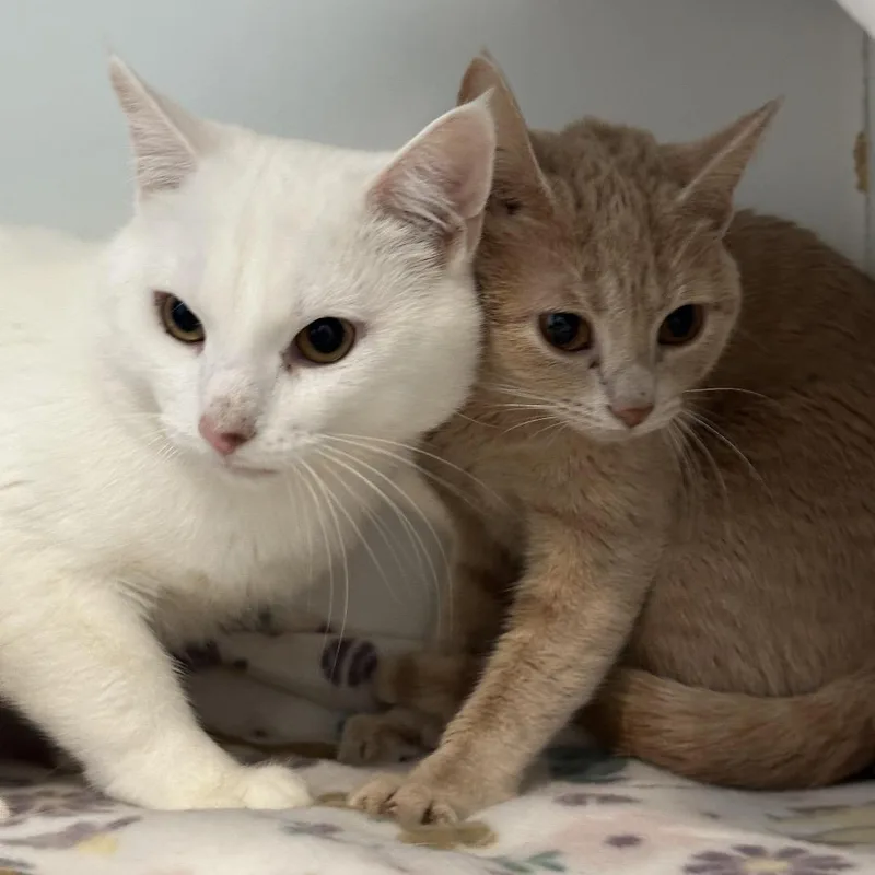 A young medium-sized male White Domestic Short Hair cat named Albus for adoption in Matteson, IL