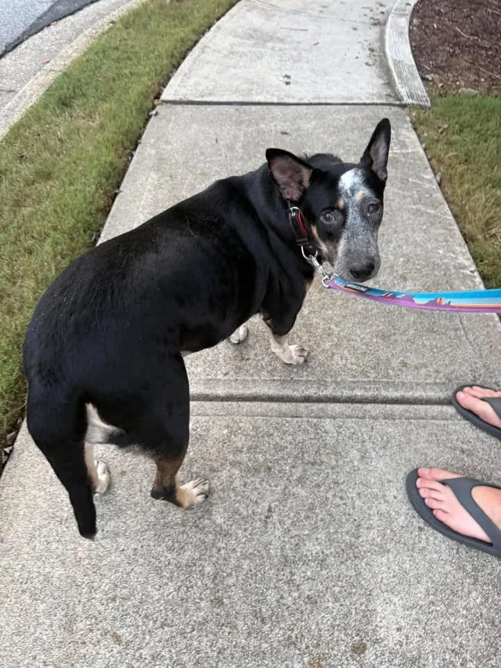 An adult large-sized female Australian Cattle Dog / Blue Heeler dog named Baby for adoption in Moyock, NC
