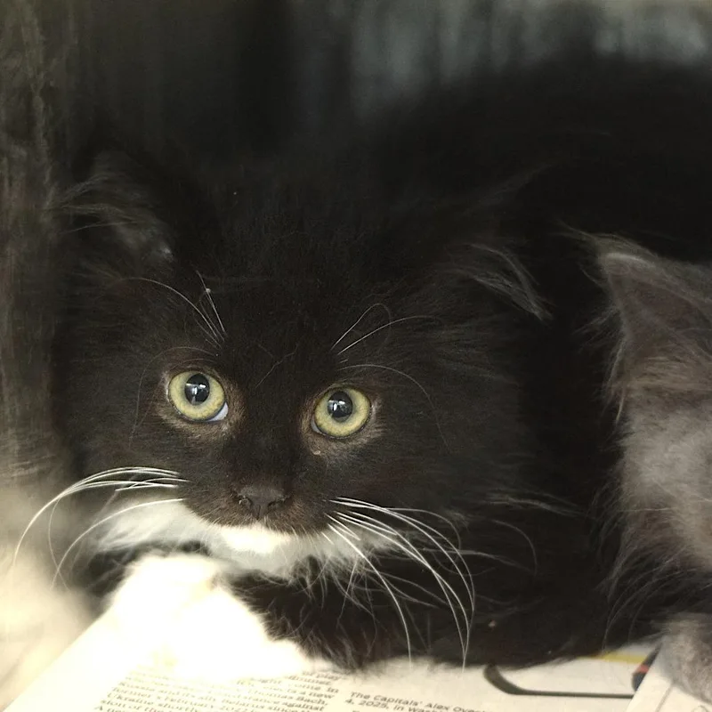A baby small-sized female Black Domestic Medium Hair cat named Teva for adoption in Belleville, IL