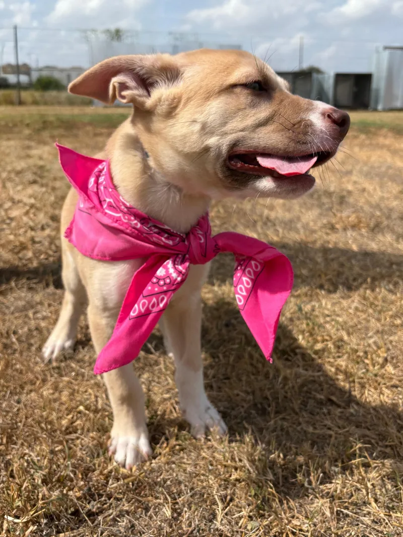 A baby medium-sized female Labrador Retriever dog named Daisy for adoption in Willington, CT