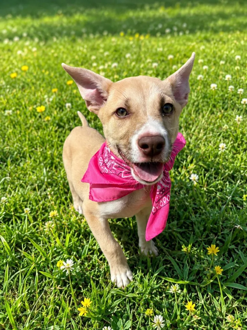 Daisy thumbnail 6