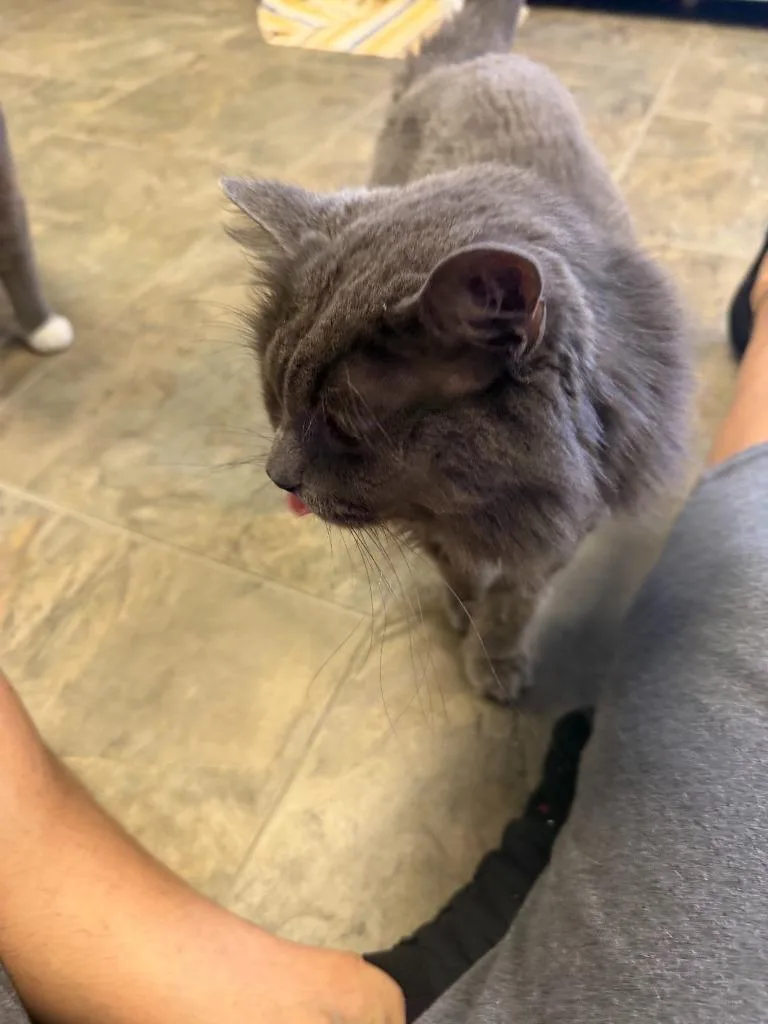 An adult medium-sized male Domestic Long Hair cat named Rex for adoption in Algona, IA