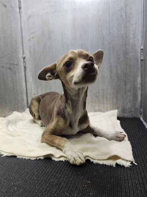 A young small-sized male Chihuahua dog named Rocko for adoption in San Antonio, TX