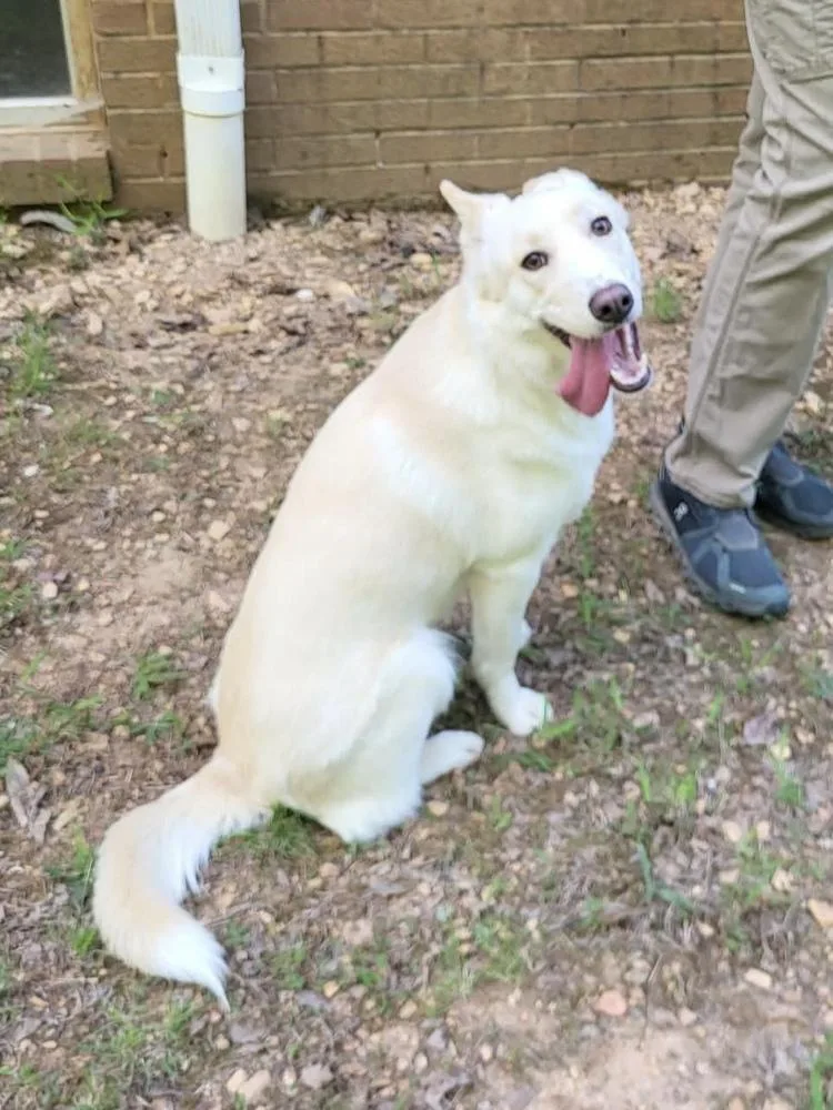 An adult medium-sized female White / Cream Husky dog named Ang for adoption in Pottstown, PA