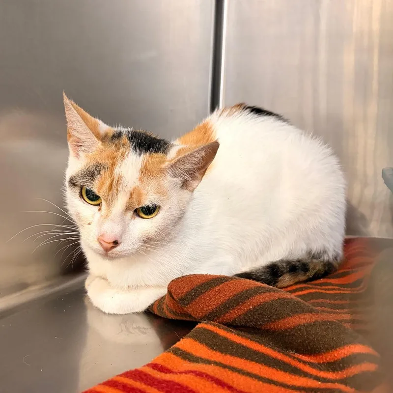 A young small-sized female Calico Domestic Short Hair cat named Clementine for adoption in Franklin, NC