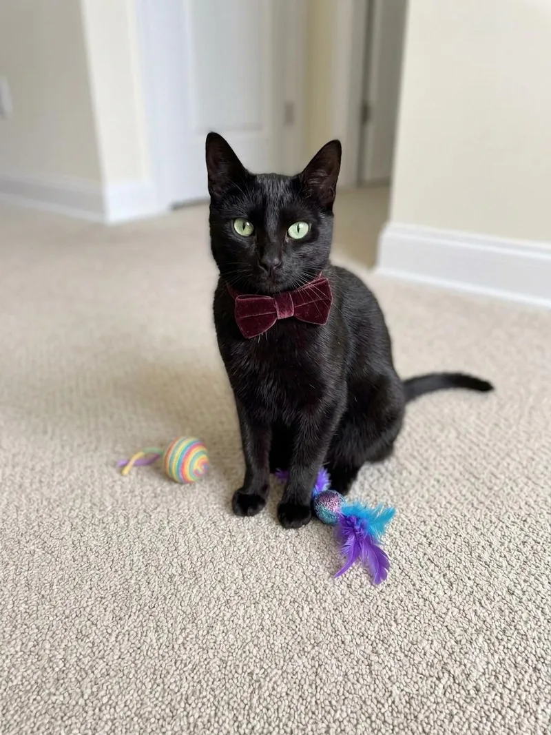 A young medium-sized female Domestic Short Hair cat named Kali for adoption in Charlotte, NC
