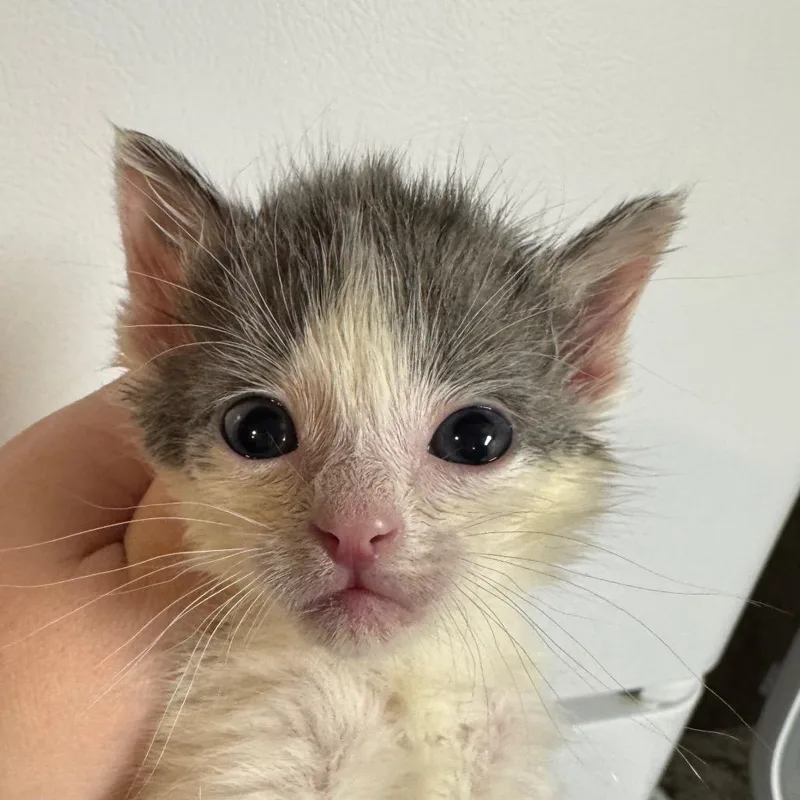 A baby small-sized male Gray / Blue / Silver Domestic Short Hair cat named Graham for adoption in Overland Park, KS