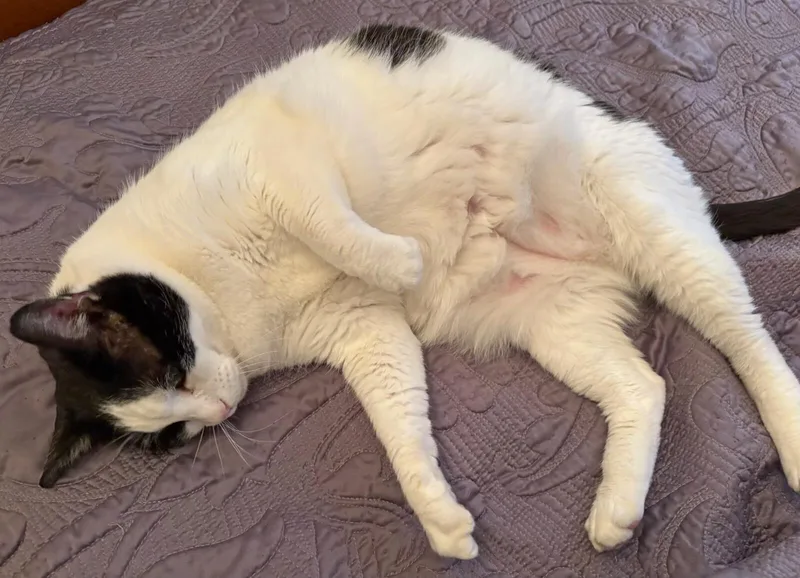 An adult large-sized male Black & White / Tuxedo Domestic Short Hair cat named Donny for adoption in Hoyleton, IL