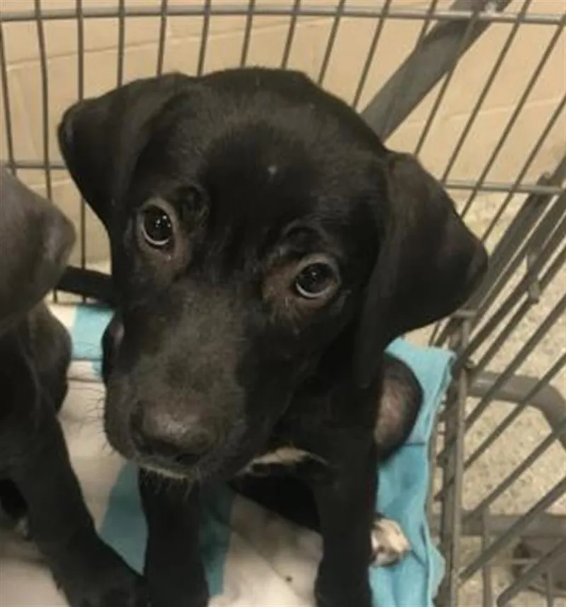 A baby small-sized female Labrador Retriever dog named Minerva for adoption in Conroe, TX