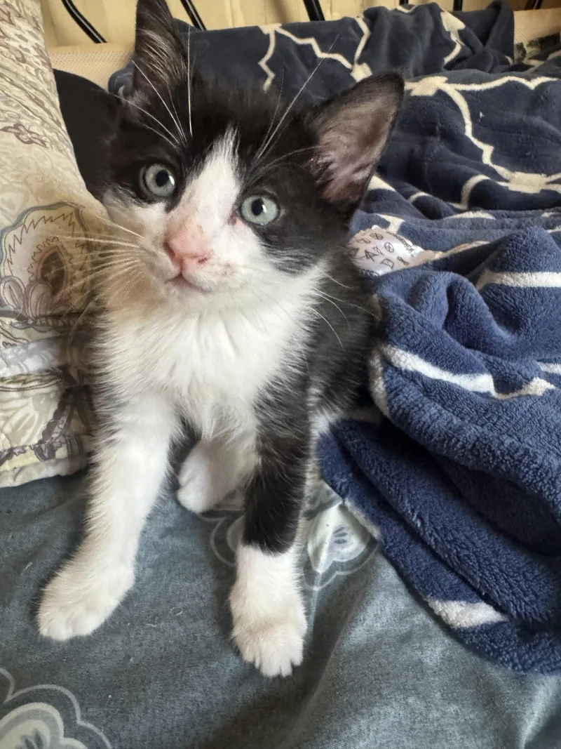 A baby medium-sized male Black & White / Tuxedo Domestic Short Hair cat named Teak for adoption in Herndon, VA