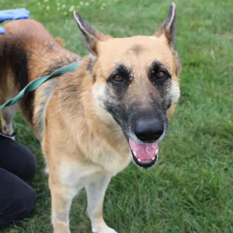 An adult large-sized female German Shepherd Dog dog named Diamond for adoption in Champaign, IL