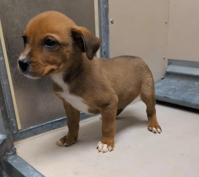 A baby medium-sized male Mixed Breed dog named Dopy for adoption in Havre, MT