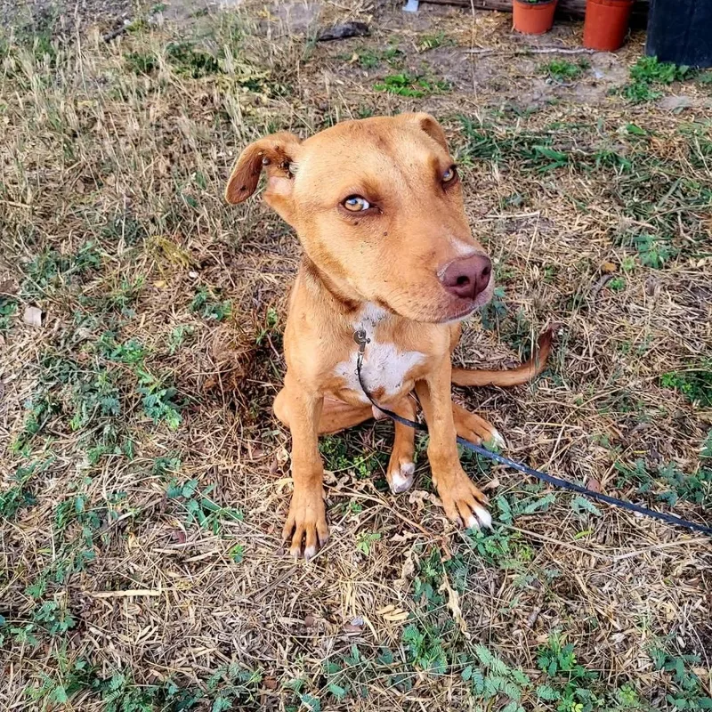 A baby medium-sized male Mixed Breed dog named Mickey for adoption in PLAINFIELD, CT